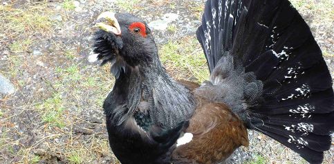 Capercaillie