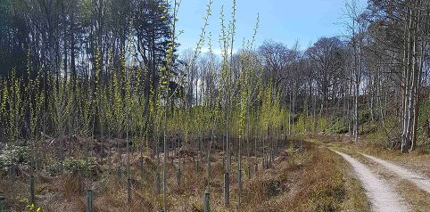 Planting trees