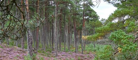 Strathspey Estate