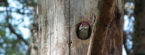 Bird in tree