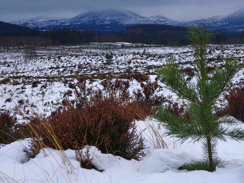 Snowy scene